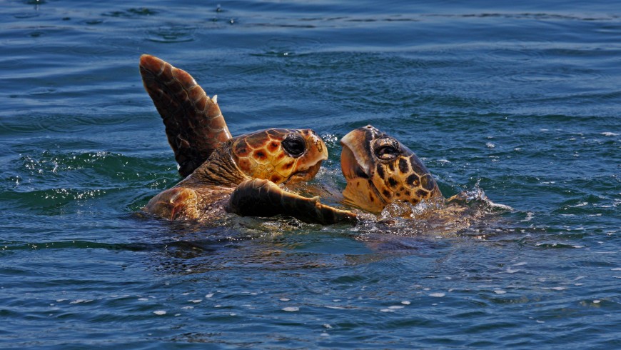 Two Caretta Caretta sea turtles playing at sea