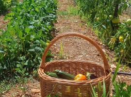Vineyard eco villa Dalmatia - organic vegetable garden