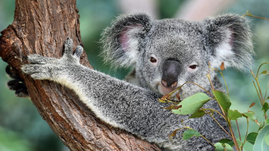 koala in Lone Pine Sustainable Sanctuary