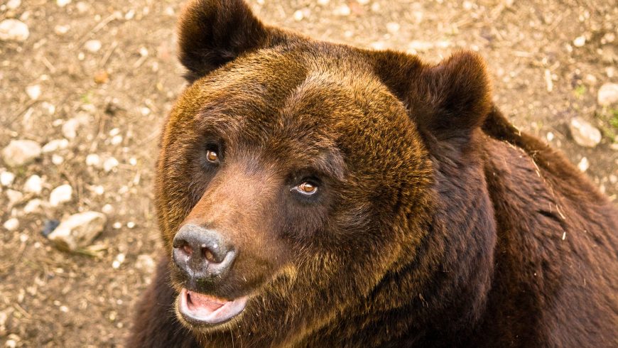  Marsican brown bear