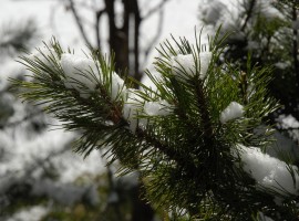pine covered by snow