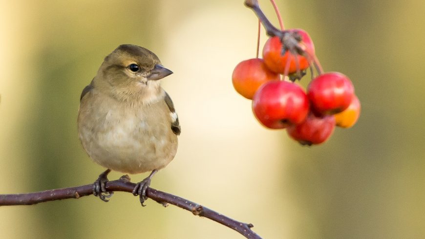 Bird looking at tasty berries