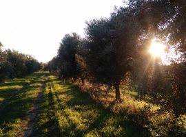 Birdwatching in Molise, Italy