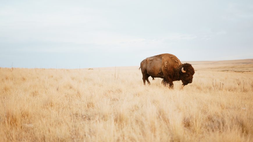 buffalo in its environment