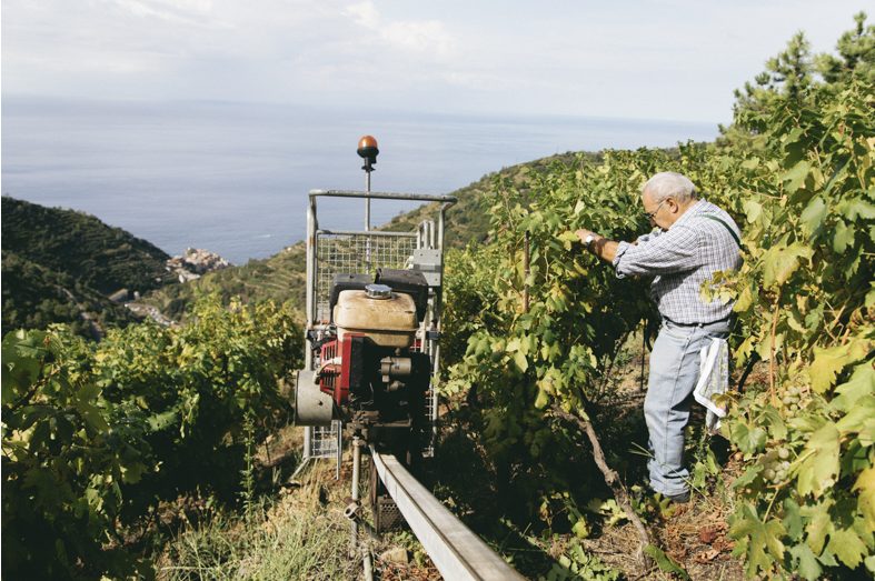 Heroic Winemaker in Cinque Terre