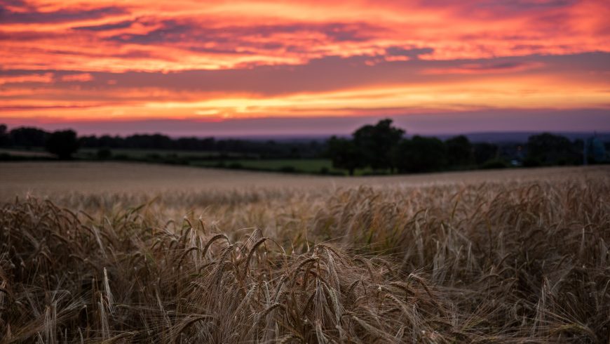 Wheat Field