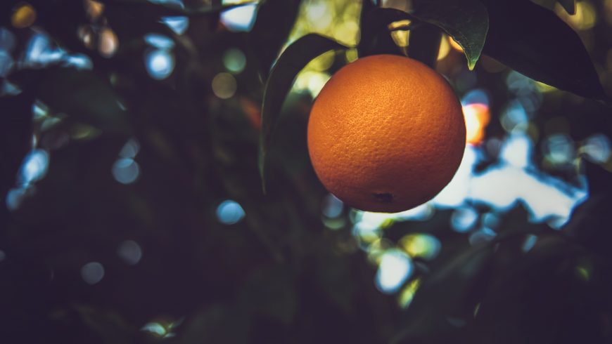 Orange and nature 