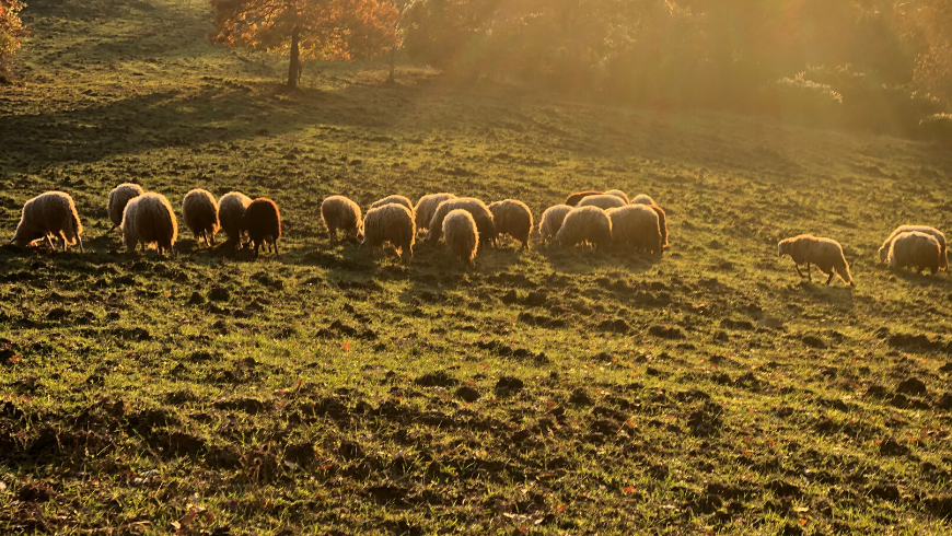 Grazing sheep, Podere Vallescura