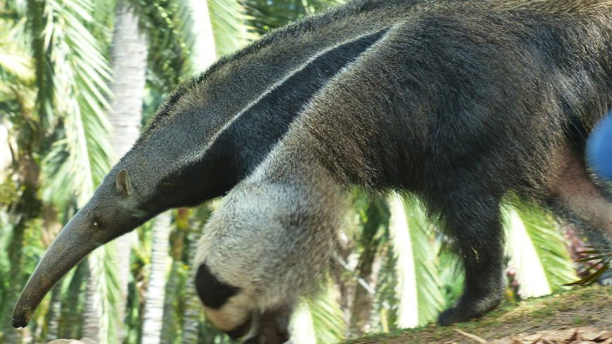 Anteater