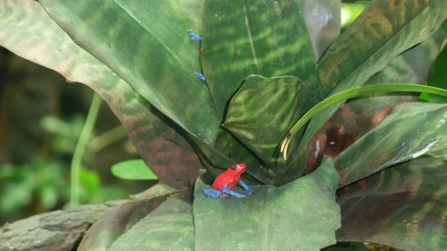 Blue Jeans Poison Darts Frog