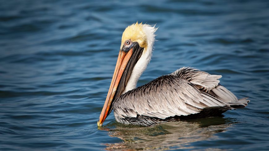 Pelicanos Castanhos