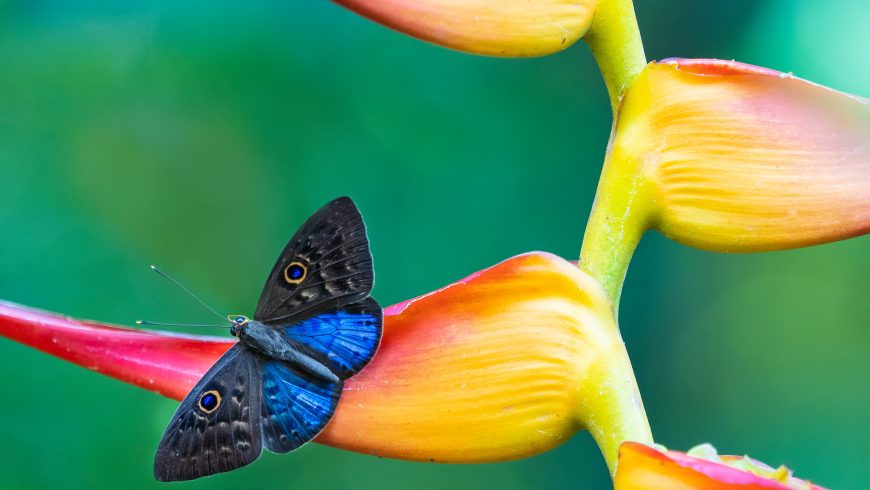 Butterflies, amazing animals of Costa Rica