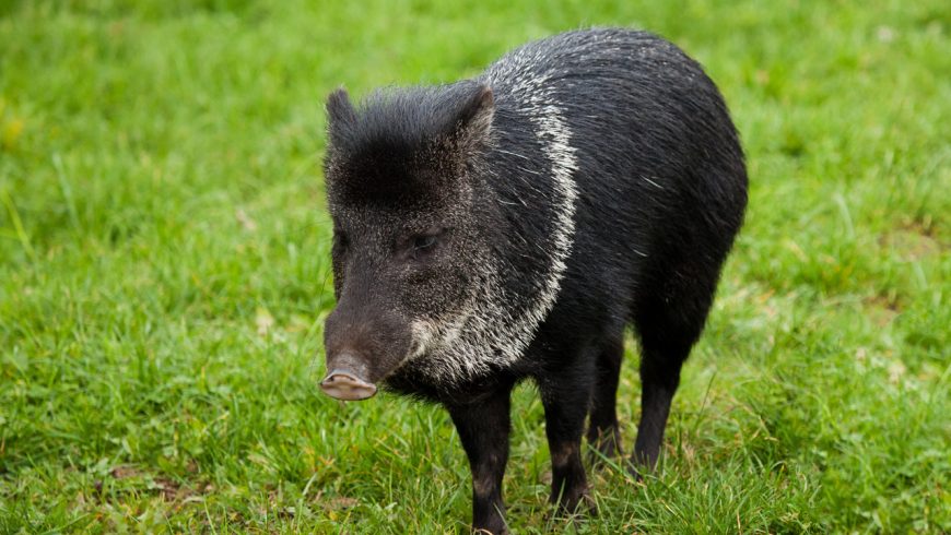 Peccarie collared