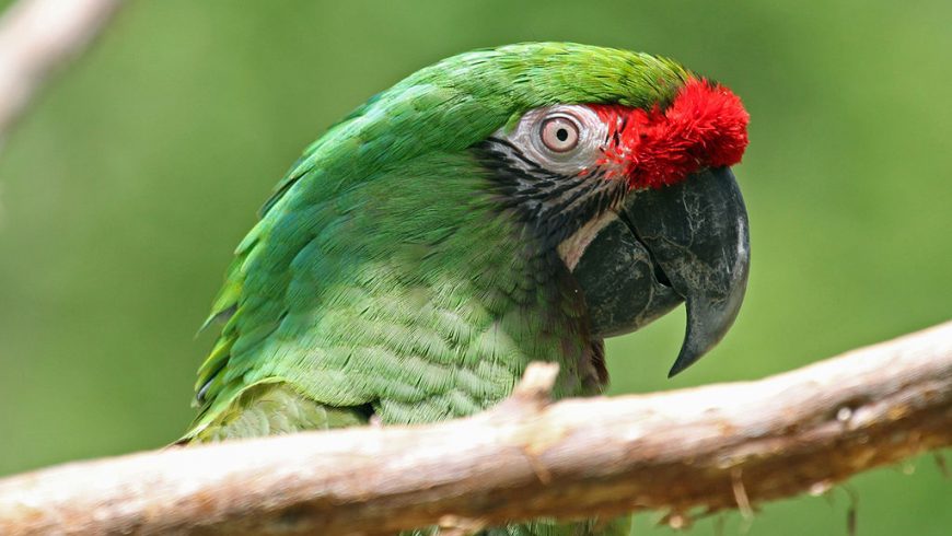 Los guacamayos verdes en Costa Rica