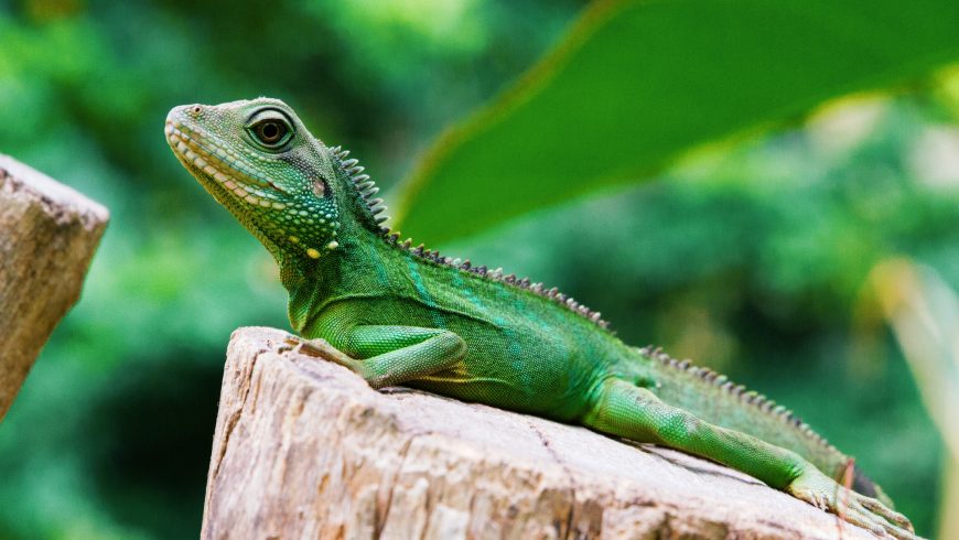 Green Iguana, animais na Costa Rica