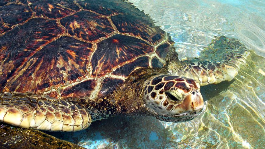 Green Sea Turtle