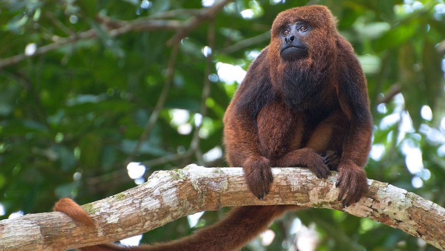 Howler Monkeys