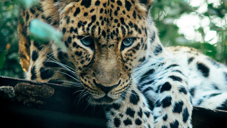 Jaguar