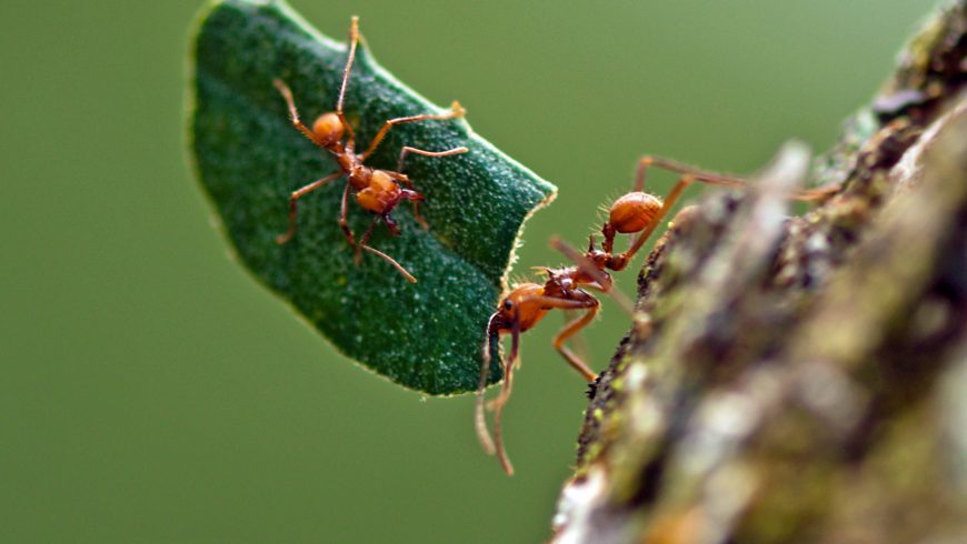 Fourmis coupeuses de feuilles