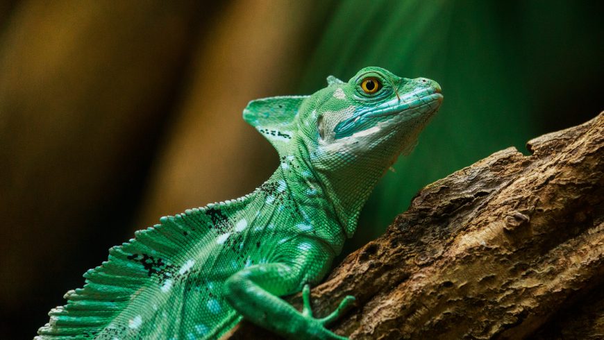 Lézard basilic