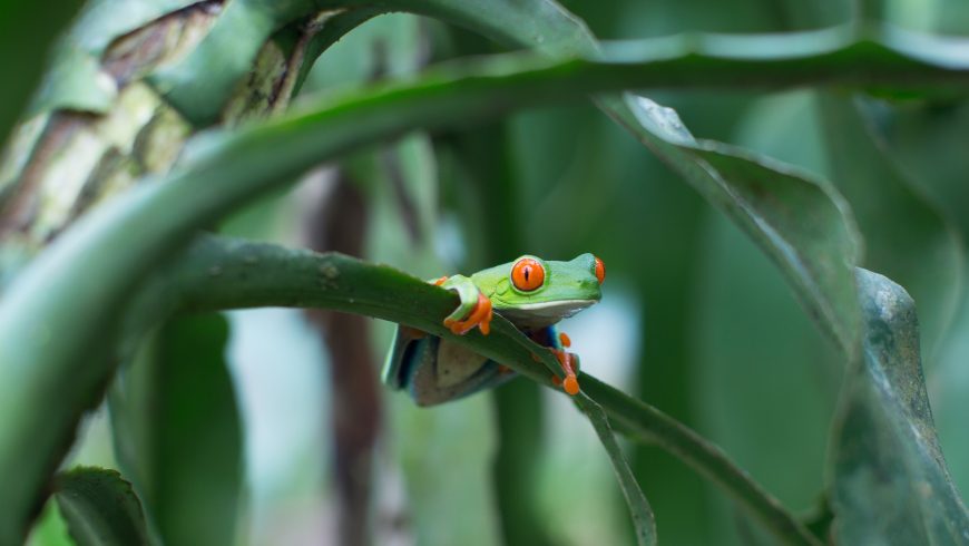 Ranas arbóreas de ojos rojos