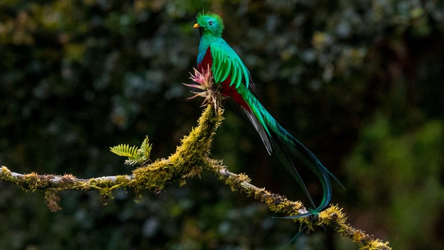 Prachtvoller Quetzal