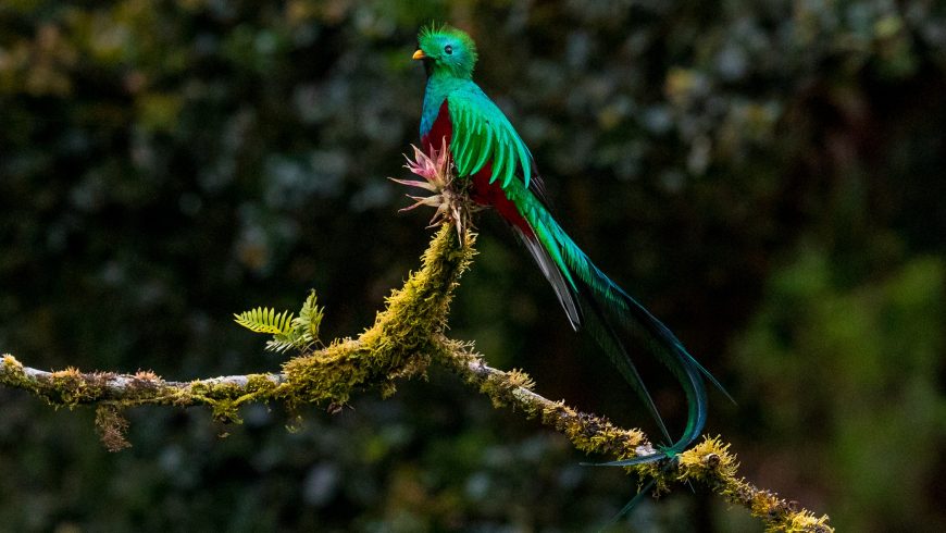 Quetzal resplendissant