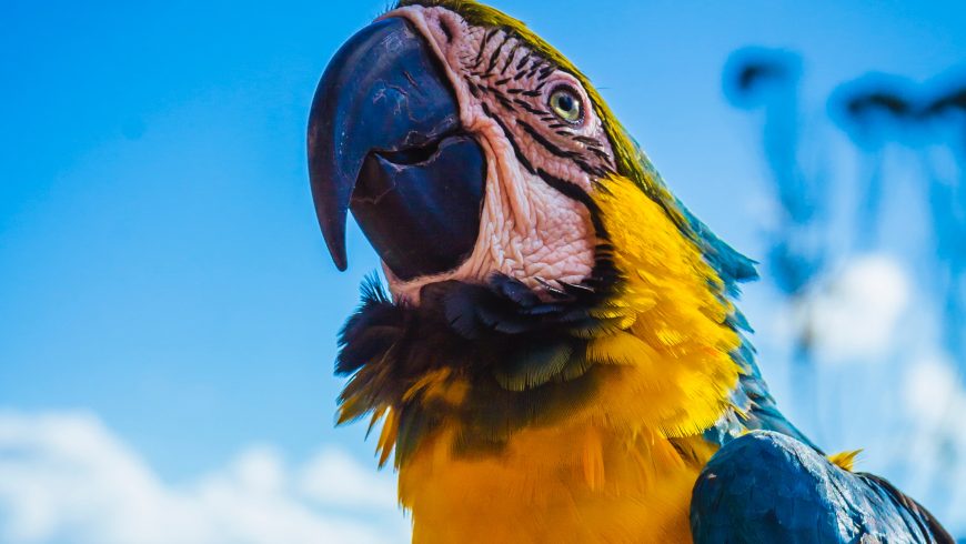 L'ara écarlate au Costa Rica