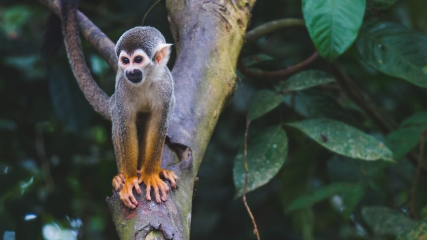 リスザル、コスタリカで見られる素晴らしい動物のひとつ