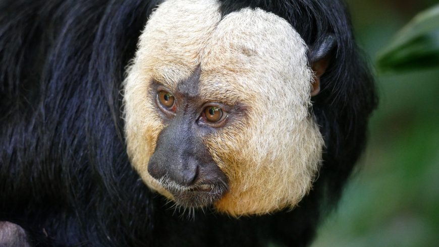 Singe à face blanche, animaux au Costa Rica