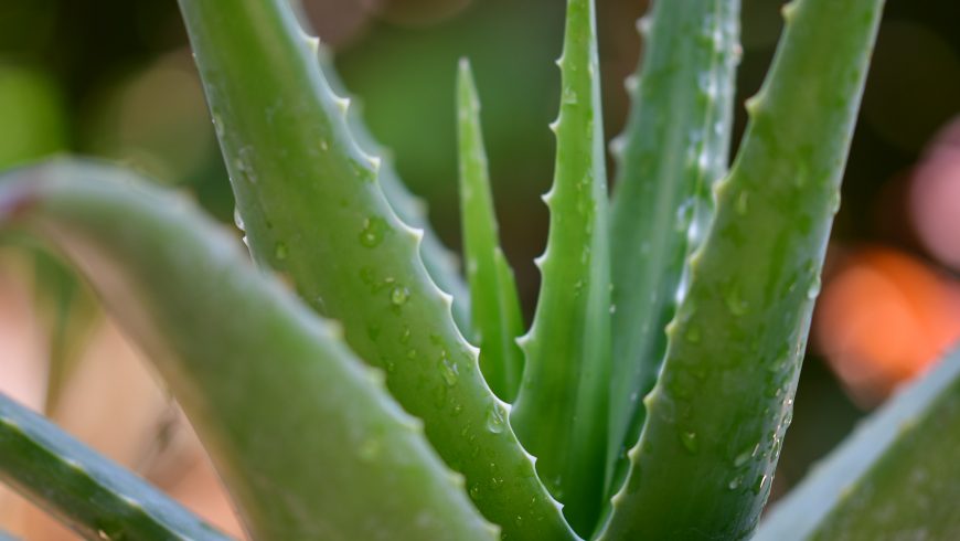 aloe vera