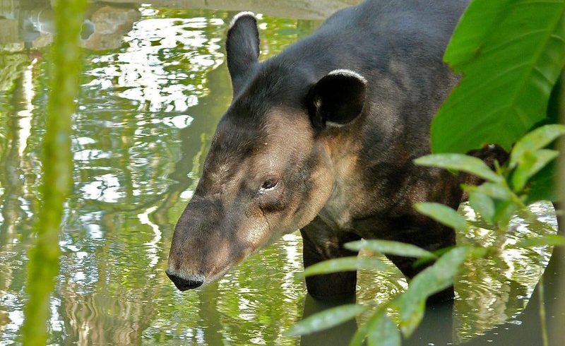 baird’s tapirs