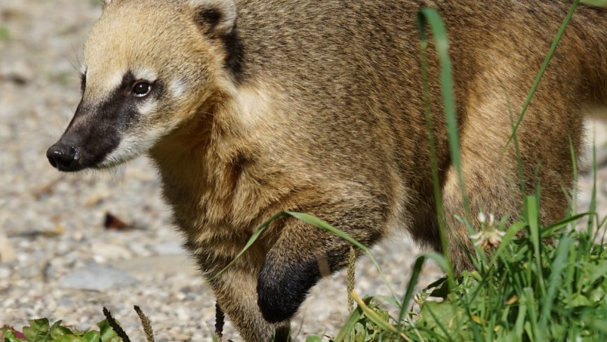 Coatimundis