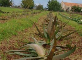 Over 400 plants of Aloe in Apulia