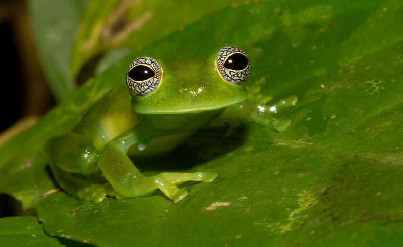 grenouille de verre