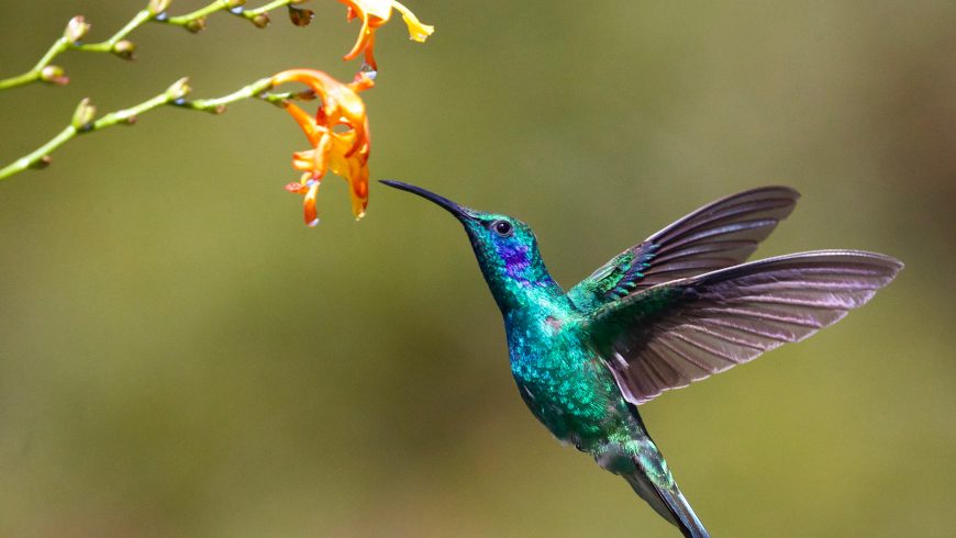 Le colibri, des oiseaux étonnants au Costa Rica