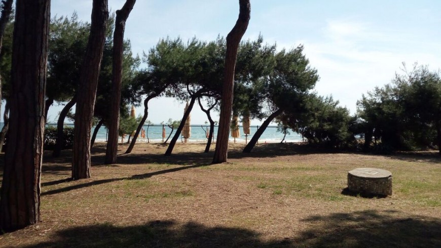 Pine forest in in Marine Protected Area of ​​Torre del Cerrano