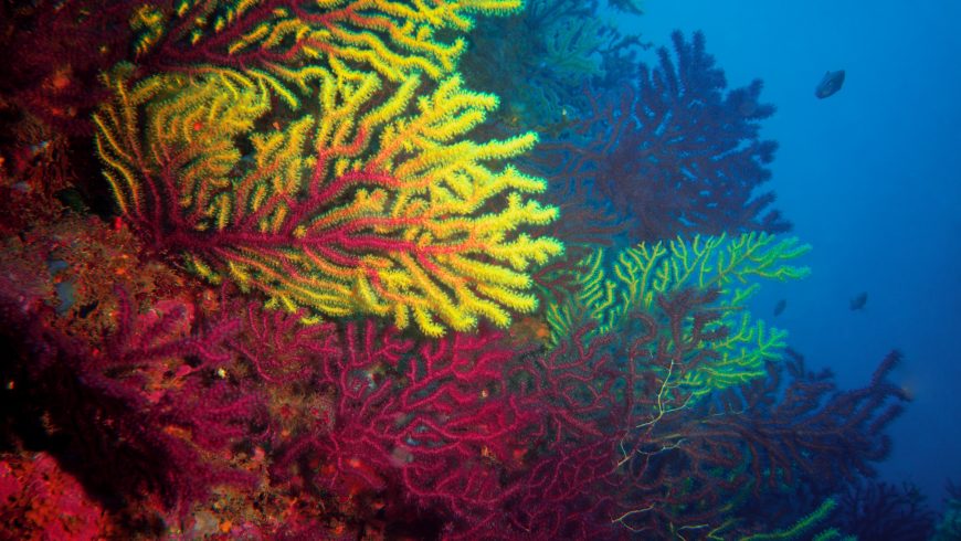 consequences of overtourism: corals destruction