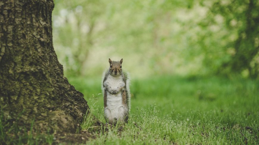 squirrel - Practice Shooting