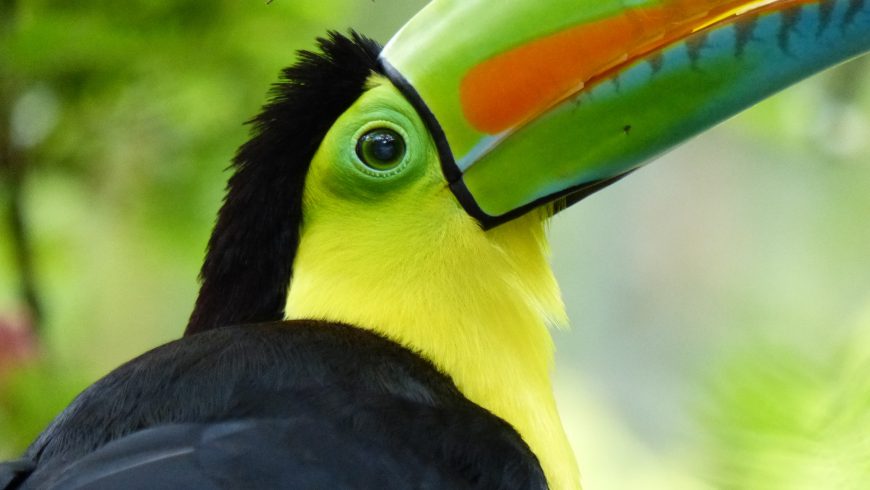 toucan, one otf the most beautiful animals in costa rica
