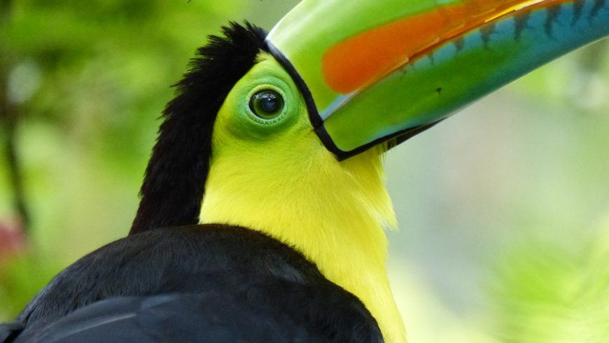 toucans, een van de mooiste dieren in Costa Rica