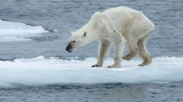 Undernourished polar bear, climate change