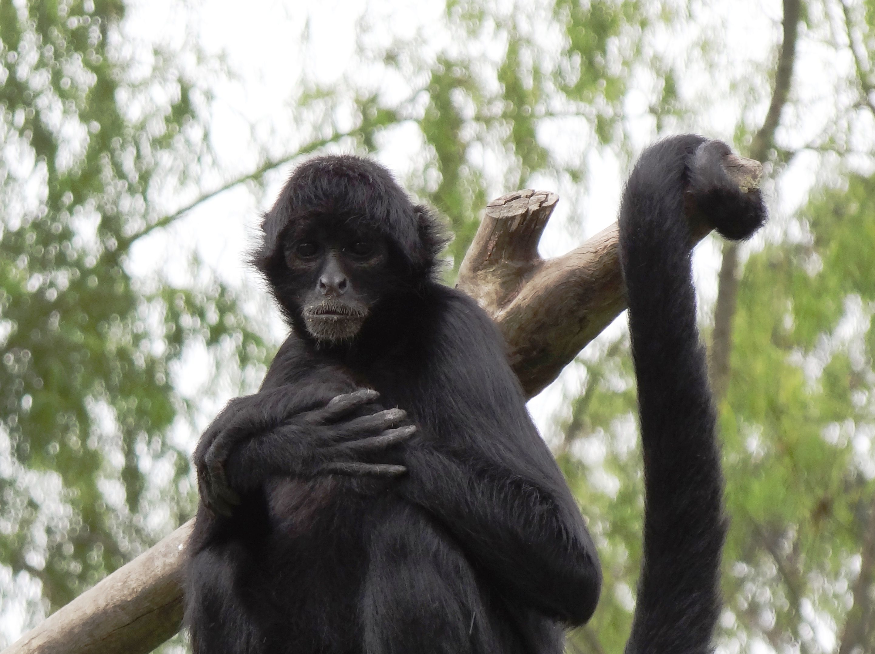 Spider Monkey