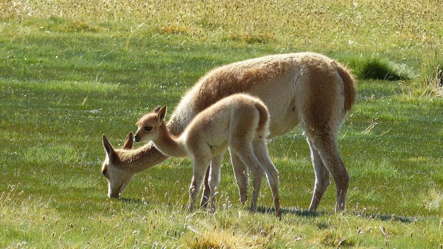 Guanaco