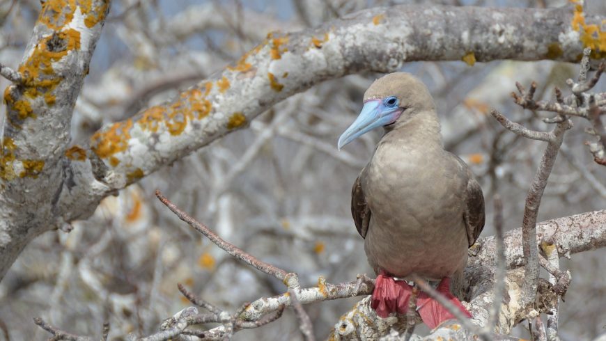 Red-footed booby in Galapagos islands