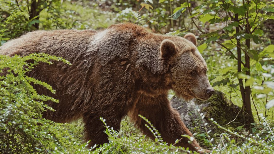 A brown bear