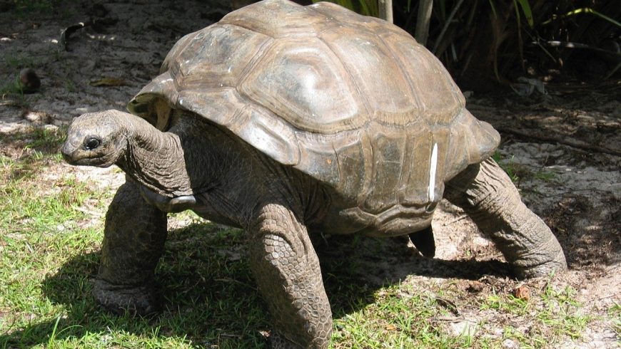 Giant Tortoise