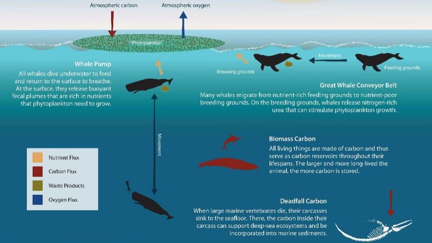 how whales save global warming