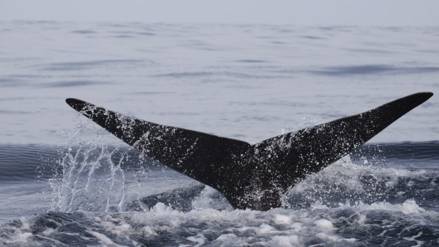 whale tail rising from water