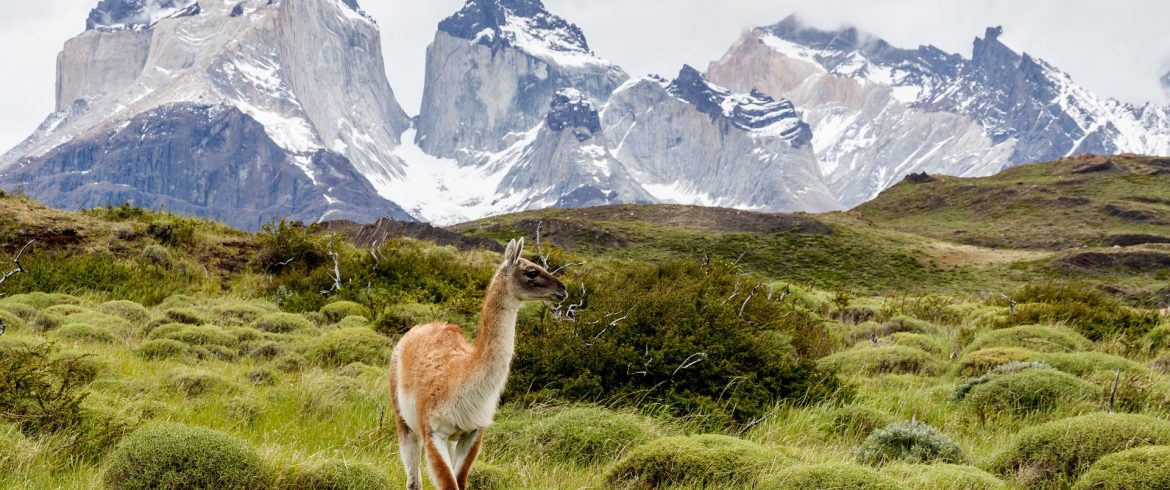 unique-and-incredible-wildlife-of-south-america-ecobnb